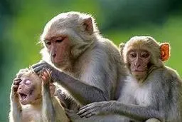 میمون‌های کارگر، قهرمانان چیدن نارگیل | مقایسه جالب: میمون‌ها در مقابل انسان‌ها در چیدن نارگیل