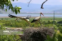 لانه سازی لک لک‌های مهاجر«دره تِفی» مریوان