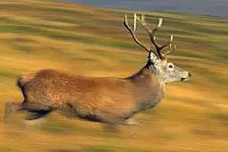 حمله ۱۳‌ سگ ولگرد به یک مرال‌ نر (گوزن قرمز) در منطقه جنگلی پرور‌ مرز مازندران و سمنان+ویدئو 