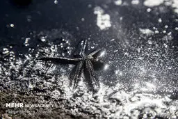 مالچ پاشی در خوزستان، مرگ پاشی بر زندگی 