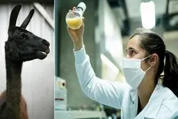 جداسازی آنتی‌بادی (پادتن) تولید شده در بدن یک لاما برای ویروس کرونا تاثیرگذار است