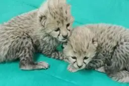  لحظه‌ی پیدا شدن توله‌یوزهای توران توسط دامدار سمنانی+ویدئو 