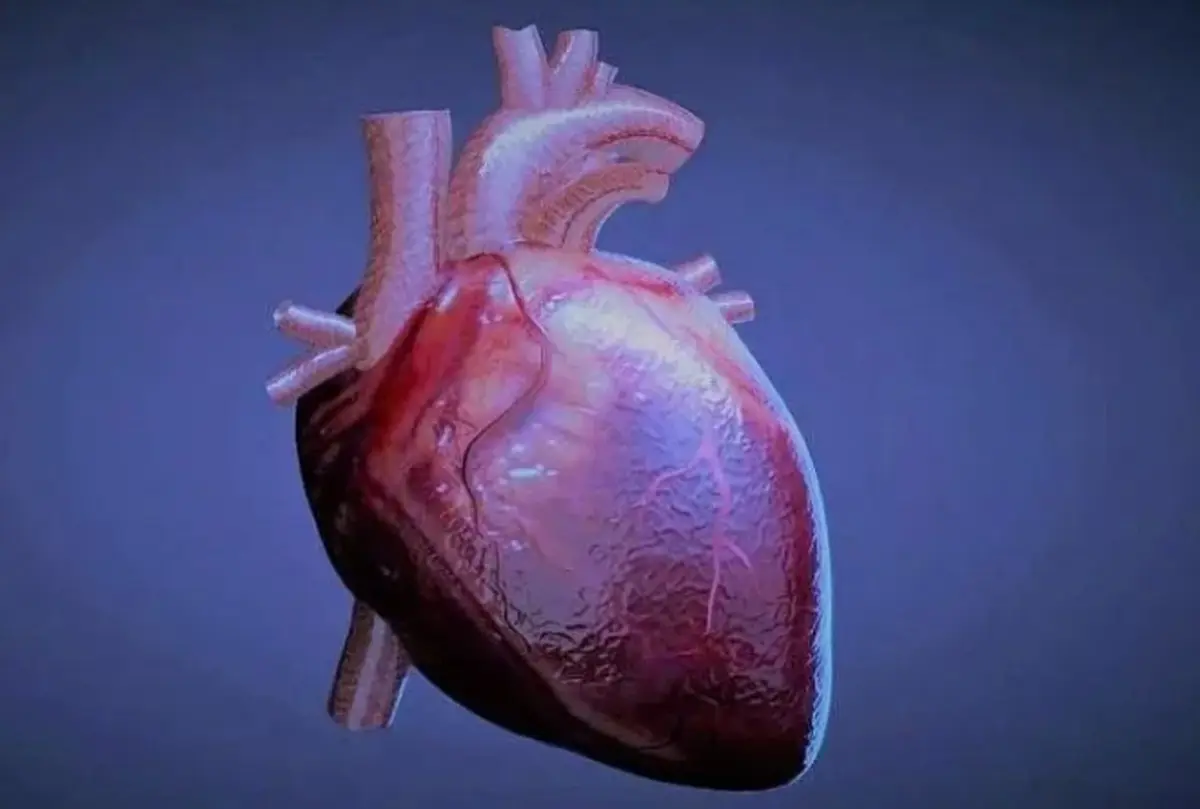 پیوند ماهیچه‌های قلب رشدیافته در آزمایشگاه به انسان