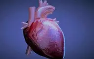 پیوند ماهیچه‌های قلب رشدیافته در آزمایشگاه به انسان