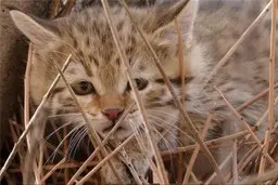 دیده شدن یک قلاده گربه وحشی در شاهرود + ویدئو
