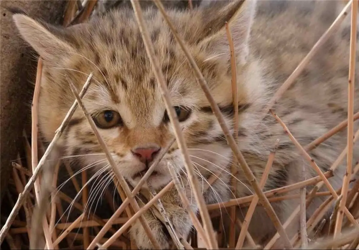 دیده شدن یک قلاده گربه وحشی در شاهرود + ویدئو