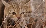 دیده شدن یک قلاده گربه وحشی در شاهرود + ویدئو