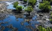 سرایت لکه‌های نفتی به جنگل‌های حرا در جزیره قشم | خطر جدی برای زیست‌بوم ساحلی +تصاویر