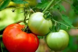 این مواد غذایی سمی را  همیشه مصرف میکنید | عوارض مصرف این مواد غذایی
