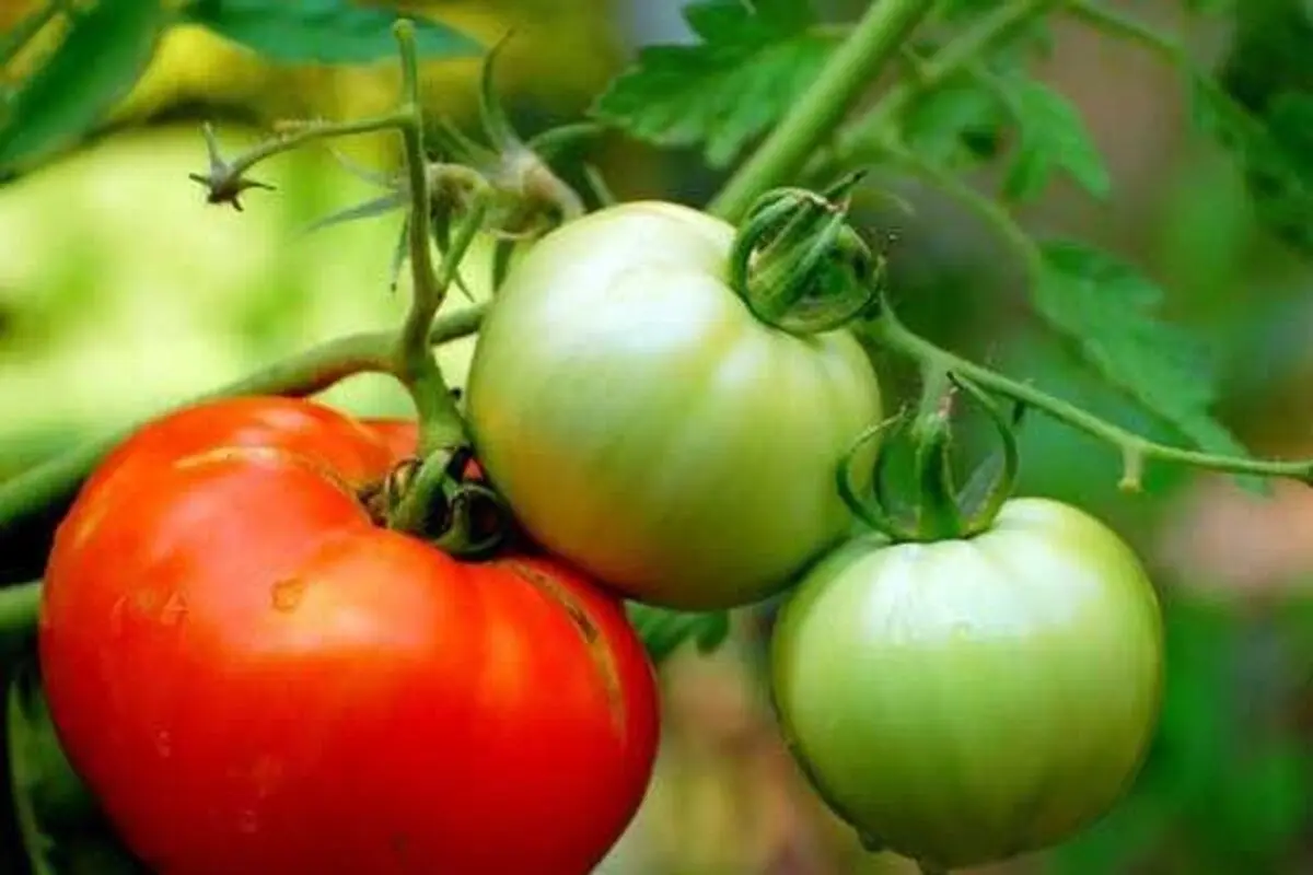این مواد غذایی سمی را  همیشه مصرف میکنید | عوارض مصرف این مواد غذایی