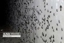 حمله دوباره سوسک‌های سیاه به چند شهر در قزوین 