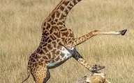 شکار بچه زرافه یک روزه توسط شیر در مقابل دیدگان مادرش+ تصاویز 
