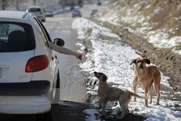 افزایش ناگهانی حیوانات خیابانی در تهران! | کبوتر بازی هم مد شده! 