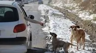 افزایش ناگهانی حیوانات خیابانی در تهران! | کبوتر بازی هم مد شده! 
