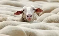 گوسفند زنده ۱۶۰ درصد گران شد
