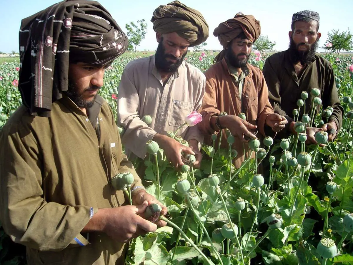 طالبان و تجارت خشخاش در افغانستان |  شکست آمریکا در مبارزه با تولید تریاک
