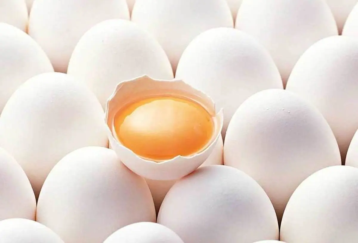 صادرات تخم‌مرغ متوقف شد؟| هر یک کیلوگرم تخم مرغ چند؟
