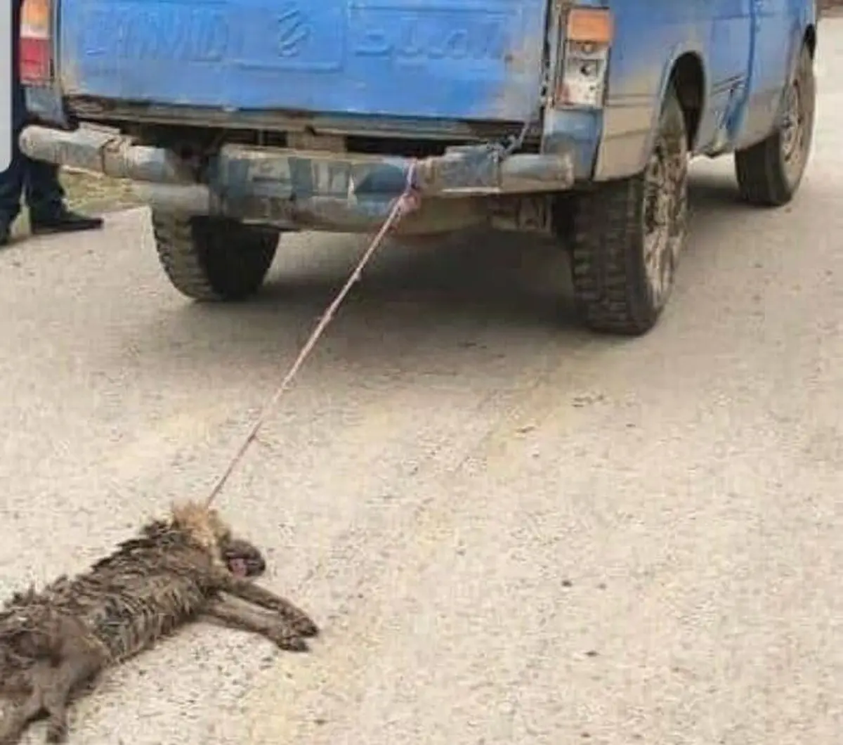 حیوان‌آزار نوشهری با ورود دادستانی دستگیر شد