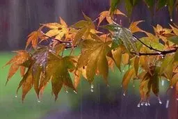 آغاز پاییز با بارش باران  | وقوع گرد و خاک در نقاط مختلف کشور ادامه دارد
