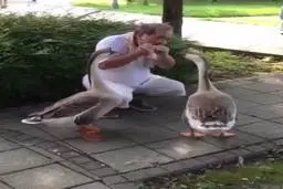 و  در ستایش موسیقی + فیلم 