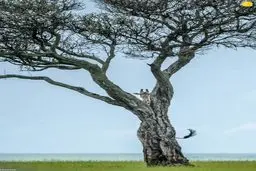 عکسی دیدنی از یک زرافه در حیات وحش کنیا 