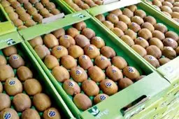 واردات کیوی ایران به دلیل شپشک به این کشور متوقف شد 