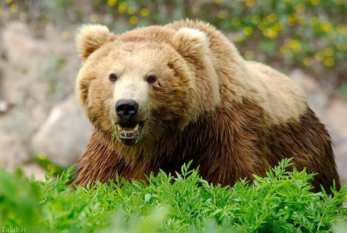 
عامل شکار خرس در ارومیه بازداشت شد