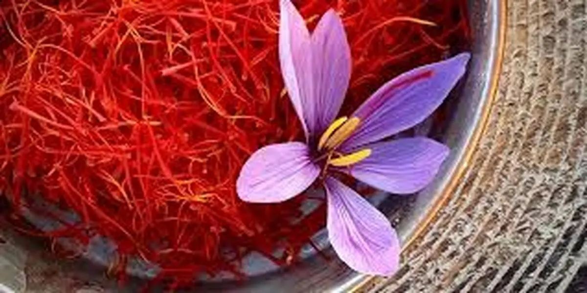 
دلالان چینی آینده زعفران اصیل ایرانی را به خطر می اندازند