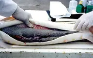 چرا صید ماهی خاویار در دریای خزر ممنوع شد؟