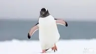 واکنش نه چندان دوستانه‌ی پنگوئن در ملاقات با انسان+ویدئو 