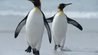 ترسیدن این پنگوئن از خودش در آیینه! + عکس