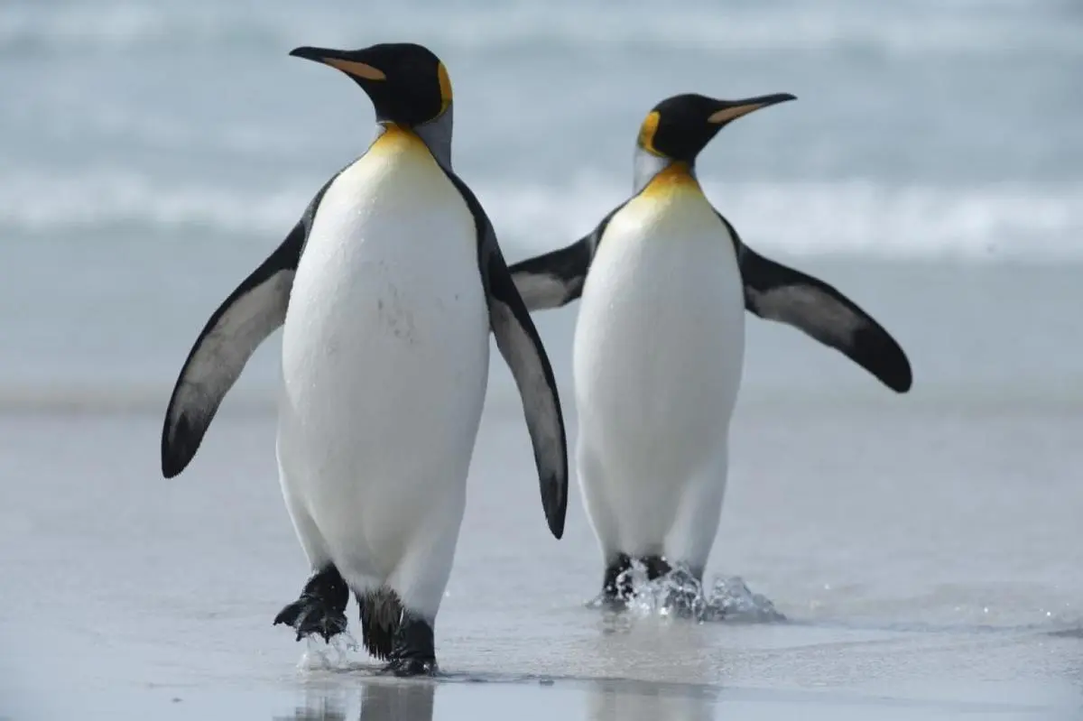 پنگوئنی که ۱۸۰۰ مایل سفر کرد! + ویدئو 