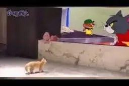 وحشت عجیب و خنده دار یک بچه گربه از تماشای کارتون تام و جری!+ویدئو