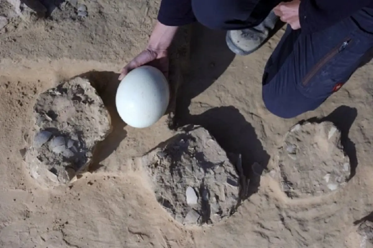 هشت تخم شترمرغ مربوط به 7500 سال پیش کشف شد | مثل روز اول هستن و هیچ بلایی سرشون نیومده! + عکس