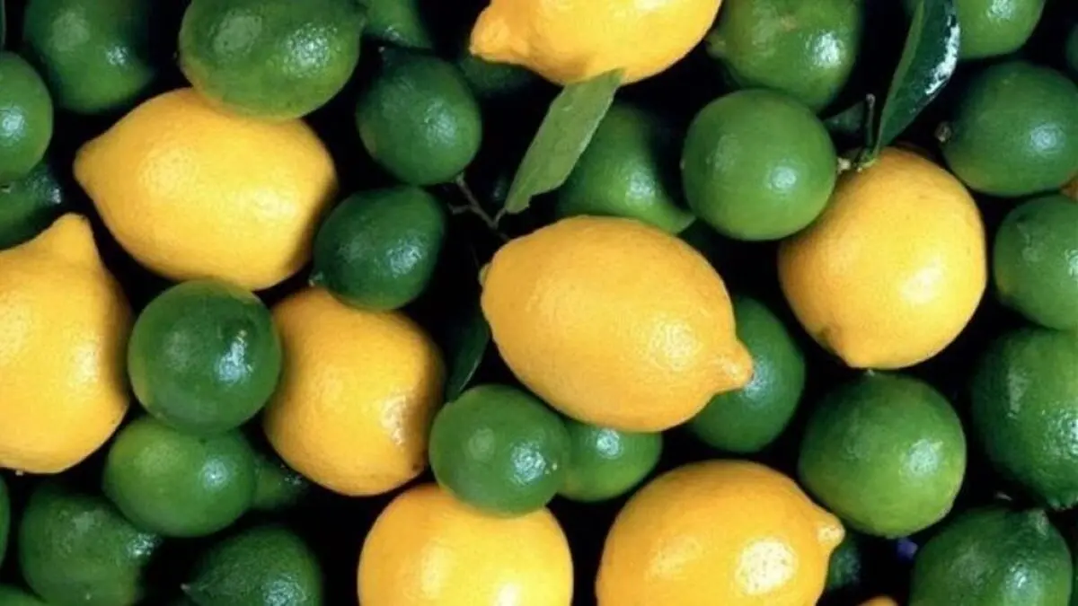 فروش لیموترش و لیموشیرین بالاتر از ٢٠ هزارتومان ممنوع است