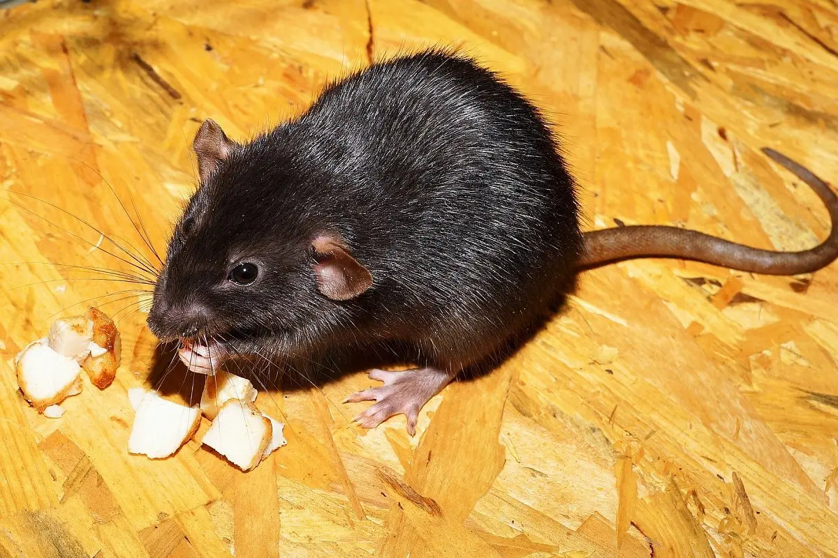 مسمومیت با مرگ موش در انسان؛ نحوه عملکرد سم، علائم و روش های درمان
