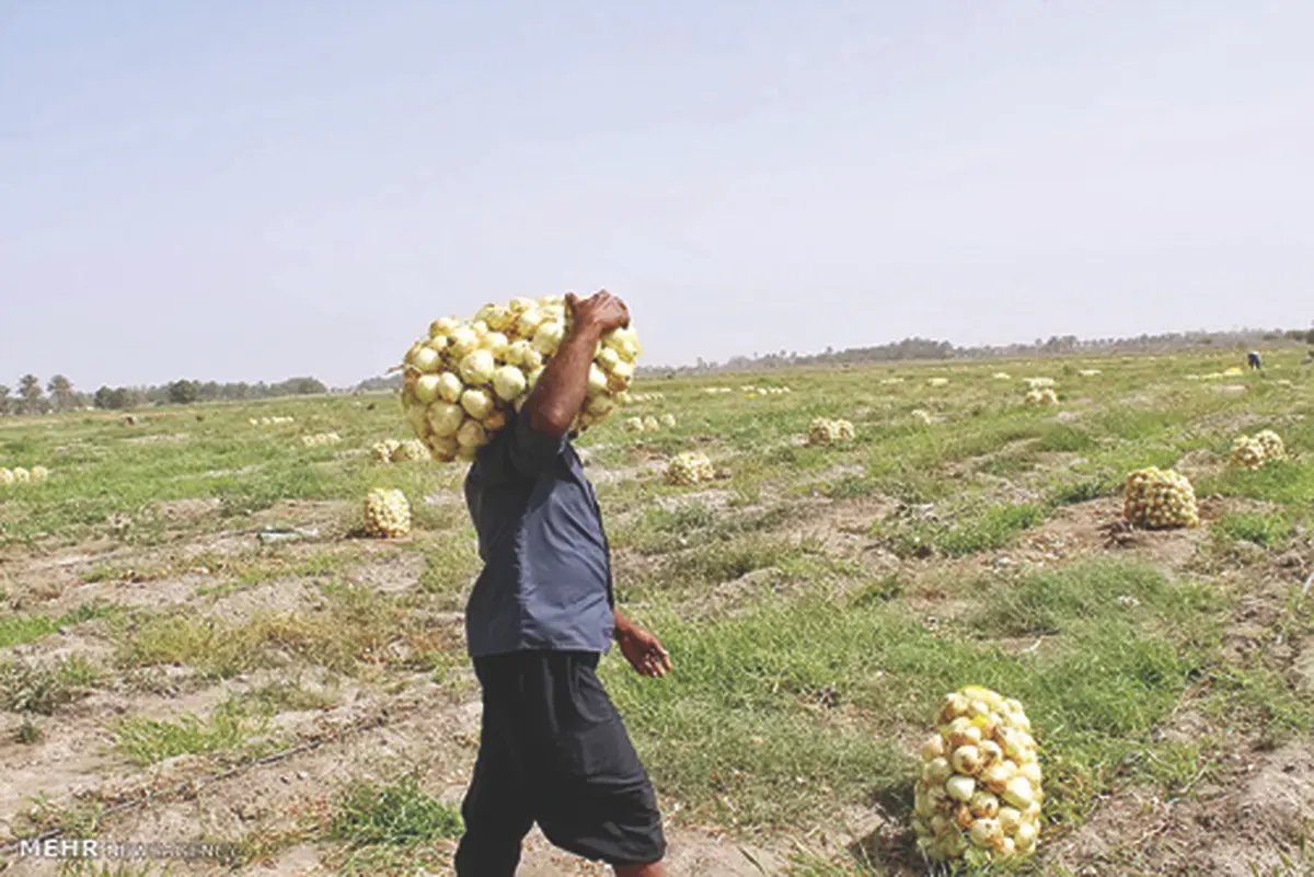  کارکشاورزان برای جیب دلالان