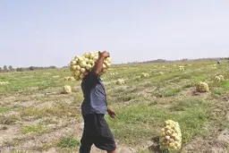  کارکشاورزان برای جیب دلالان