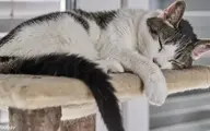 حالتهای مختلف خوابیدن گربه ها، نشانه‌ای از احساسات درونی آنها