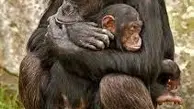 بی قراری یک شامپانزه برای دوباره به آغوش کشیدن فرزندش! + ویدئو