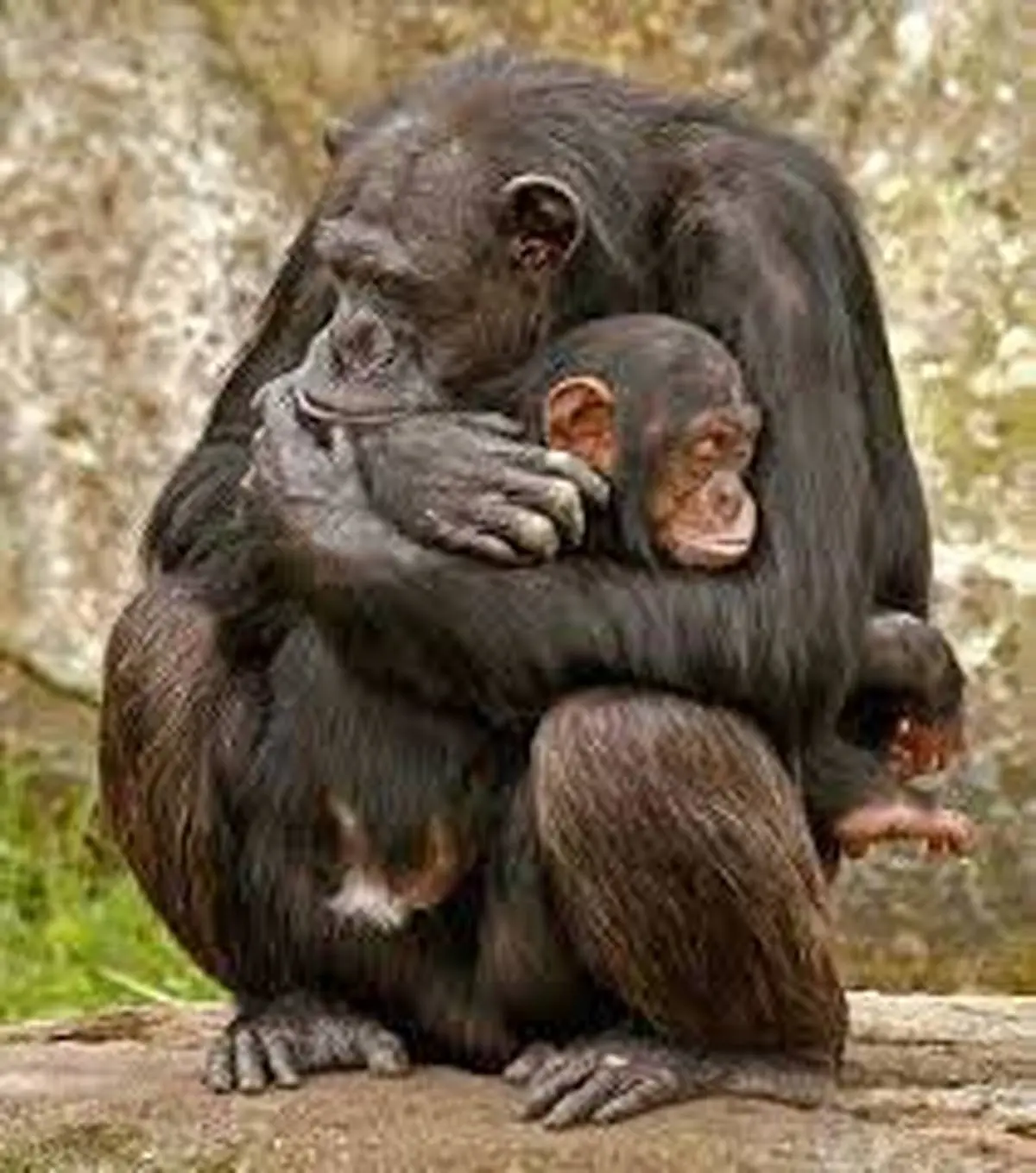 بی قراری یک شامپانزه برای دوباره به آغوش کشیدن فرزندش! + ویدئو