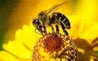 توضیحات انستیتو پاستور به ادعای درمان کرونا با «نیش زنبور عسل»