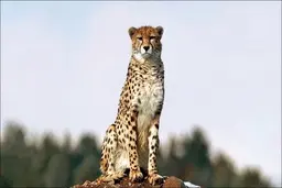 وقتی پلنگ ایرانی سراغ دوربین می‌رود | ردپای حیات وحش در بهاباد یزد +ویدئو