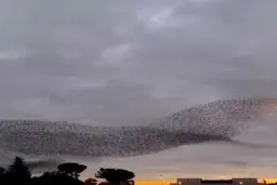 رقص زیبای پرندگان بر فراز آسمان+ویدئو