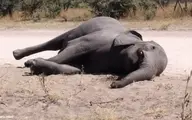 مرگ بی‌سابقه ۳۵۰ فیل در دو ماه! 