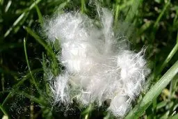 توصیه هایی برای کاهش آلرژی های فصل بهار