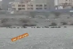 تصویری اسفناک از گرازهای وحشی تشنه| عبور گرازهای وحشی تشنه در منطقه شهری میناب! 

