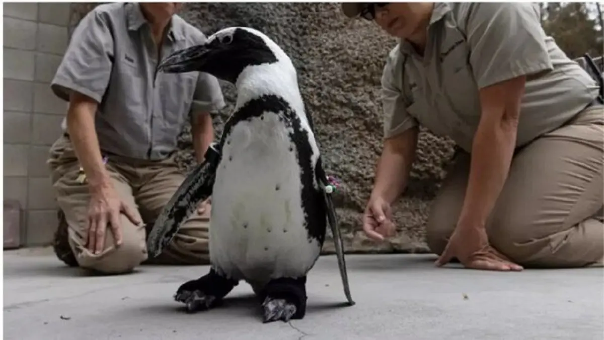 کفش مصنوعی به کمک این پنگوئن فلج رسید !