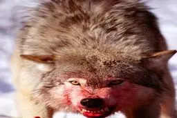  حمله گرگ به 3 روستایی در اردبیل | 2 زن و یک مرد زخمی شدند 