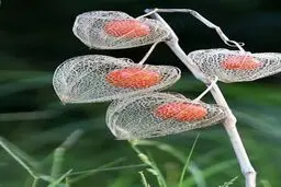 عجیب‌ترین گل دنیا +عکس